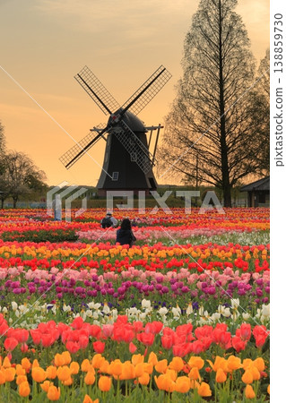 Windmills and tulip fields at dawn in Akebonoyama Agricultural Park Windmills and tulip fields at dawn in Akebonoyama Agricultural Park 138859730