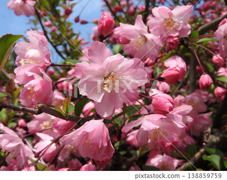Flower of Hanakaido Flower of Hanakaido 138859759