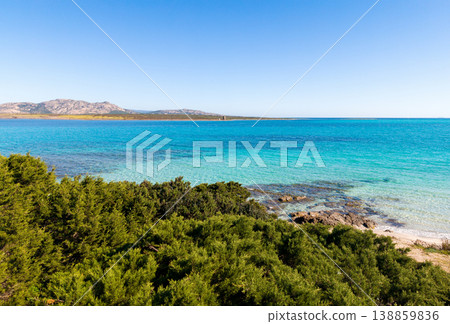 Green vegetation by the turquoise sea in La Pelosa beach Green vegetation by the turquoise sea in La Pelosa beach 138859836