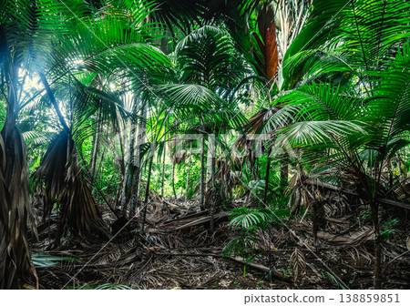 Thick tropical vegetation in a rain forest with palm trees and ferns and the sunrays passing through the leaves 138859851