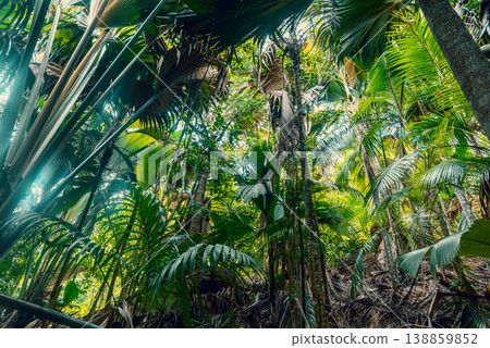 Vegetation of a tropical rainforest in Seychelles Vegetation of a tropical rainforest in Seychelles 138859852