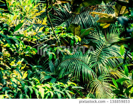 Orange and green tropical vegetation in a jungle on a sunny day Orange and green tropical vegetation in a jungle on a sunny day 138859853