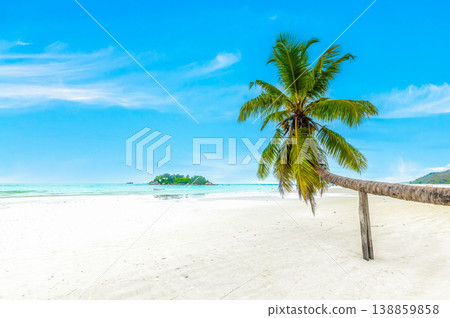 Tropical Palm Tree Supported by Wooden Pole on Seychelles Beach Tropical Palm Tree Supported by Wooden Pole on Seychelles Beach 138859858