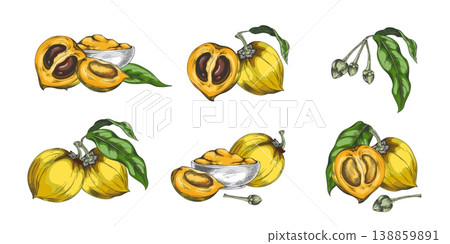 Set of lucuma fruits: on a branch, half, whole, powder, and seeds, hand-drawn watercolor sketch. Set of lucuma fruits: on a branch, half, whole, powder, and seeds, hand-drawn watercolor sketch. 138859891