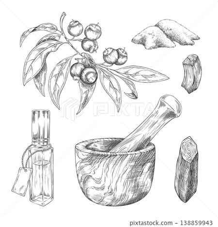 Sandalwood tree products sketch collection vector set, hand drawn engraved leaves and seed, oil flask, powder and sticks 138859943