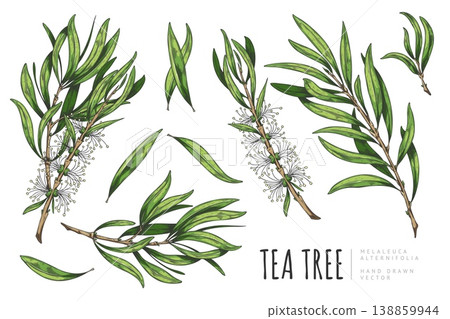 A hand-drawn watercolor set of tea tree leaves, branches, and flowers. A hand-drawn watercolor set of tea tree leaves, branches, and flowers. 138859944
