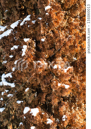 Photo of thuja tree affected by cypress jewel beetle (Lamprodila festiva). Visible damage to evergreen conifer plants caused by an invasive insect pest. Plant protection, ecology and pest infestation Photo of thuja tree affected by cypress jewel beetle (Lamprodila festiva). Visible damage to evergreen conifer plants caused by an invasive insect pest. Plant protection, ecology and pest infestation 138860013
