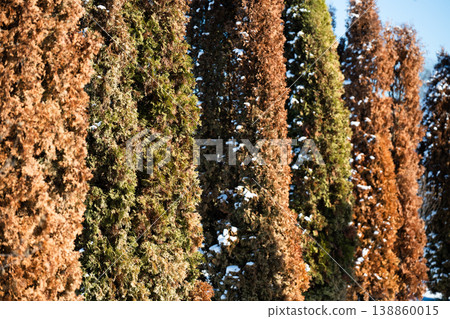 Photo of thuja trees affected by cypress jewel beetle (Lamprodila festiva). Visible damage to evergreen conifer plants caused by an invasive insect pest. 138860015