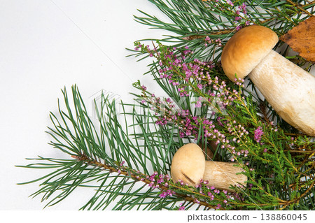 forest mushrooms on a white background forest mushrooms on a white background 138860045