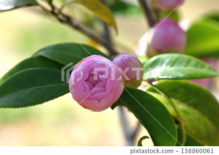 Otomebaki flowers that have begun to bloom Otomebaki flowers that have begun to bloom 138860061