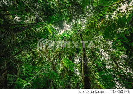 Thick vegetation in Basse Terre jungle seen from below 138860126