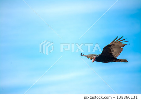 California Condor flying in the blue sky 138860131