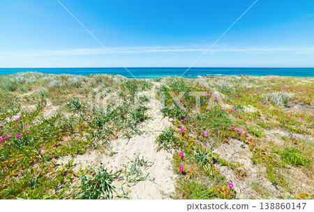Sand Dune with Pink Flowers and Vegetation Near the Sea in Sardinia Sand Dune with Pink Flowers and Vegetation Near the Sea in Sardinia 138860147