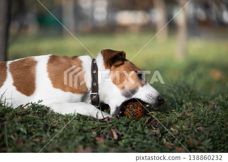 A fox terrier chews on a ball in a green field. Horizontal shot A fox terrier chews on a ball in a green field. Horizontal shot 138860232