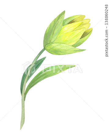 Lily bud. Handmade watercolor illustration. For packaging design, cards, cover, prints, product labels and fabric. Lily bud. Handmade watercolor illustration. For packaging design, cards, cover, prints, product labels and fabric. 138860248
