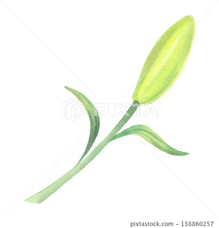 Lily bud. Handmade watercolor illustration. For packaging design, cards, cover, prints, product labels and fabric. Lily bud. Handmade watercolor illustration. For packaging design, cards, cover, prints, product labels and fabric. 138860257