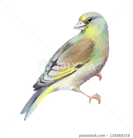 Sitting bird. Handmade watercolor illustration. For packaging design, cards, cover, prints, product labels and fabric. Sitting bird. Handmade watercolor illustration. For packaging design, cards, cover, prints, product labels and fabric. 138860258