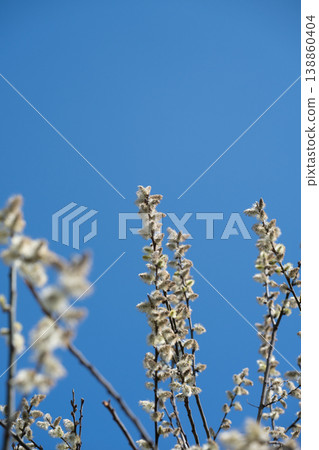 Blooming pussy willow branches with soft catkins against a clear blue sky in spring. Blooming pussy willow branches with soft catkins against a clear blue sky in spring. 138860404