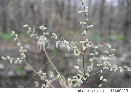 Blooming pussy willow branches with soft catkins in early spring forest. Blooming pussy willow branches with soft catkins in early spring forest. 138860405