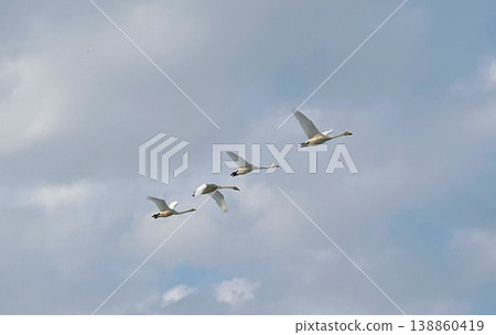 Flocks of Whooper Swans flying over Hokkaido's skies – Springtime Northward Migration 138860419