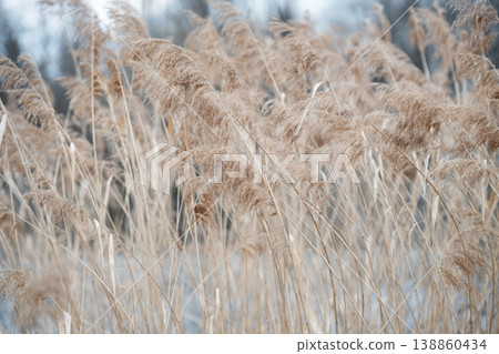 Close-up of Phragmites australis (common reed) dry panicles in soft latte and beige tones. Natural background of dry Phragmites australis stalks swaying in the wind against a blurred sky. Close-up of Phragmites australis (common reed) dry panicles in soft latte and beige tones. Natural background of dry Phragmites australis stalks swaying in the wind against a blurred sky. 138860434