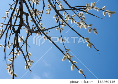 Close-up of pussy willow branches with fluffy catkins against a clear blue sky background. Close-up of pussy willow branches with fluffy catkins against a clear blue sky background. 138860436