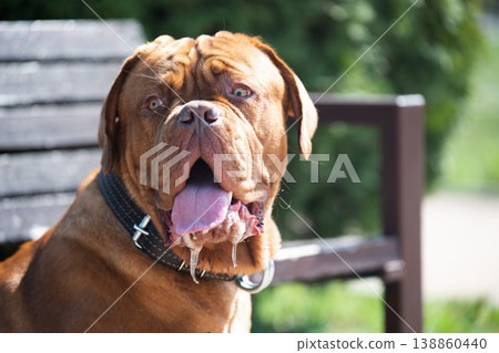 Close-up portrait of a happy Dogue de Bordeaux (French Mastiff) dog with open mouth and excessive drooling, sitting on a bench outdoors. 138860440