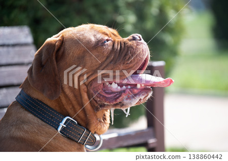 Close-up profile portrait of a powerful reddish-brown French Mastiff with a wrinkled face and leather collar, showing excessive drooling and a happy expression 138860442