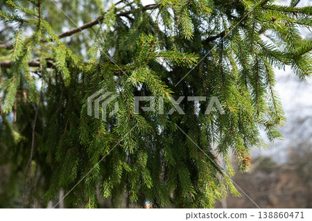 Green spruce branches with needles in a coniferous forest on a sunny day. Green spruce branches with needles in a coniferous forest on a sunny day. 138860471