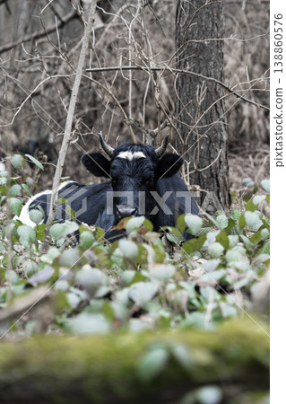 A black cow in a pasture . Cattle breeding concept . Vertical shot 138860576