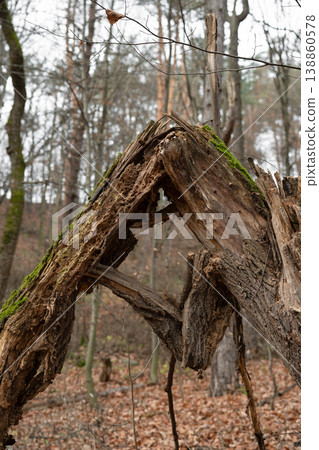 A broken, decaying tree trunk forming a natural arch in a quiet forest. The weathered wood shows deep cracks, holes, and rough textures, with patches of green moss growing along the surface. A broken, decaying tree trunk forming a natural arch in a quiet forest. The weathered wood shows deep cracks, holes, and rough textures, with patches of green moss growing along the surface. 138860578