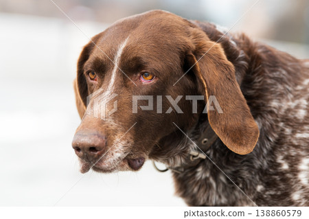 Close-up portrait of a brown German Shorthaired Pointer dog Close-up portrait of a brown German Shorthaired Pointer dog 138860579
