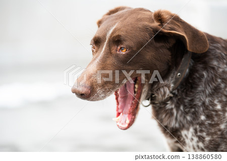 Close-up portrait of a brown German Shorthaired Pointer dog yawning, side view of a yawning hunting dog. Close-up portrait of a brown German Shorthaired Pointer dog yawning, side view of a yawning hunting dog. 138860580