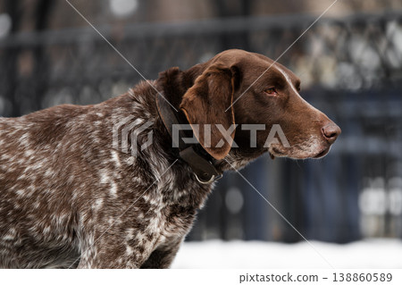 Portrait of a German Shorthaired Pointer (Kurzhaar) outdoors in winter. Portrait of a German Shorthaired Pointer (Kurzhaar) outdoors in winter. 138860589