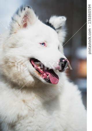 Yakutian Laika dog with blue eyes , close-up portrait . Yakutian Laika dog with blue eyes , close-up portrait . 138860594