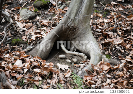 A hole under the roots of a tree A hole under the roots of a tree 138860661