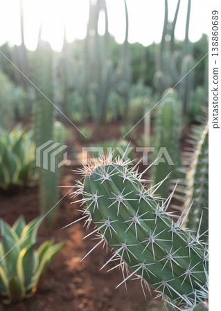 Macro closeup of cactus spike Macro closeup of cactus spike 138860689