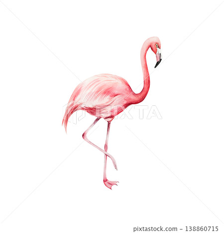 Pink flamingo bird. Watercolor hand drawn zoo animal, isolated illustration on transparent background. Perfect for tropical design projects. For designers, invitations, decoration, postcards, wrapping Pink flamingo bird. Watercolor hand drawn zoo animal, isolated illustration on transparent background. Perfect for tropical design projects. For designers, invitations, decoration, postcards, wrapping 138860715
