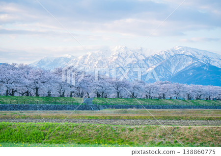 船川兩岸櫻花樹與北阿爾卑斯山的皚皚雪峰交相輝映。 船川兩岸櫻花樹與北阿爾卑斯山的皚皚雪峰交相輝映。 138860775