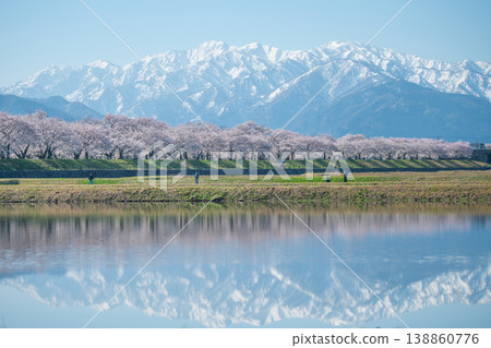 船川河畔的櫻花樹倒映在北阿爾卑斯山上。 船川河畔的櫻花樹倒映在北阿爾卑斯山上。 138860776