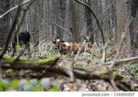 Cattle breeding concept . Cows are grazing in a pasture 138860897