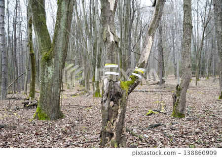 Cut down old trees concept . Signal tape on the trunk of a tree. Sanitary treatment of forests Cut down old trees concept . Signal tape on the trunk of a tree. Sanitary treatment of forests 138860909