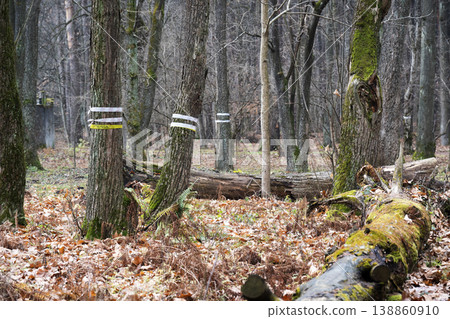 Cut down old trees concept .  Signal tape on the trunk of a  tree. 138860910
