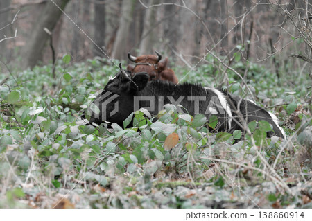 Domestic cows graze in the forest 138860914