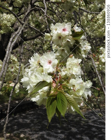 "Ukonzakura" that blooms pale yellowish green flowers "Ukonzakura" that blooms pale yellowish green flowers 138860916