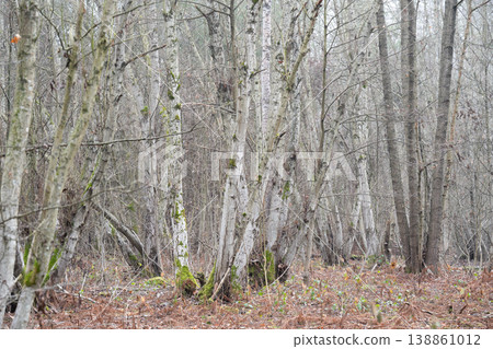 Thicket of silver birch trees (Betula pendula) in a misty woodland during late autumn or early spring. Thicket of silver birch trees (Betula pendula) in a misty woodland during late autumn or early spring. 138861012