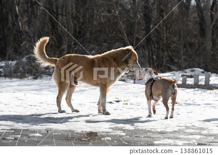 Two dogs meeting and sniffing each other on a snowy path in a winter park. A large mixed-breed dog and a smaller bulldog-type dog interact outdoors in cold weather. 138861015