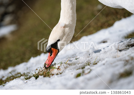 A mute swan searches for food under the snow. A mute swan searches for food under the snow. 138861043