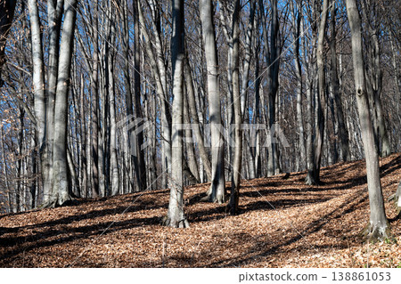 Autumn landscape forest. Scenic view of autumn trees in forest Autumn landscape forest. Scenic view of autumn trees in forest 138861053