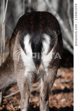 Back view of a Cute European fallow fawn (Dama dama) Back view of a Cute European fallow fawn (Dama dama) 138861054